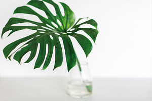 Monstera minimal green stock photo
