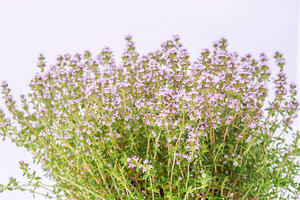 Thyme blossoming containing thyme, herb, and garden, a Nature Photo by Patricia Hofmeester