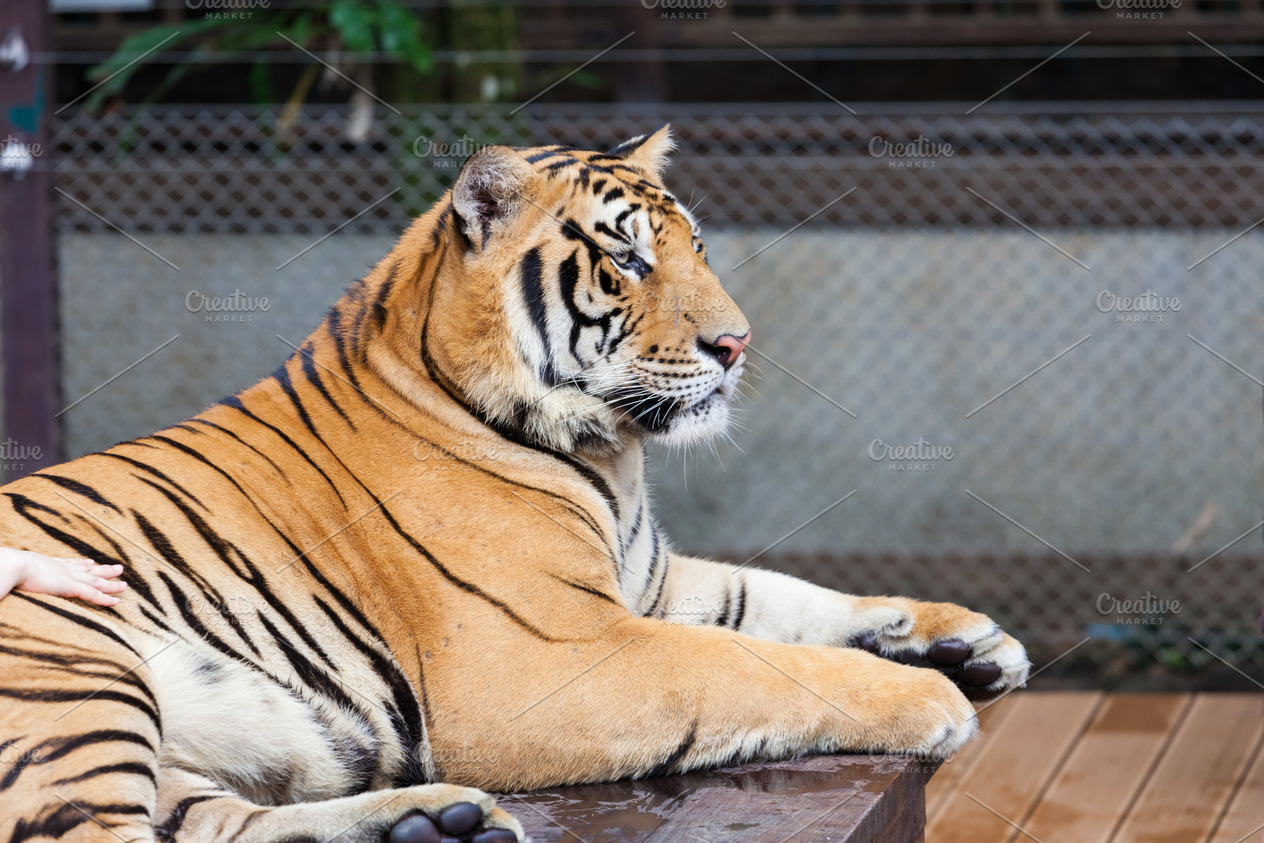 Tiger, a Photo by saiko3p
