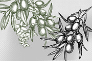 Olive branches vector illustration, a Food Illustration by Ann Astro (Thumbnail 5 of 7)