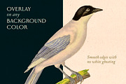 40 Vintage Birds & Branches, an Object Graphic by The Object Atlas (Thumbnail 7 of 9)