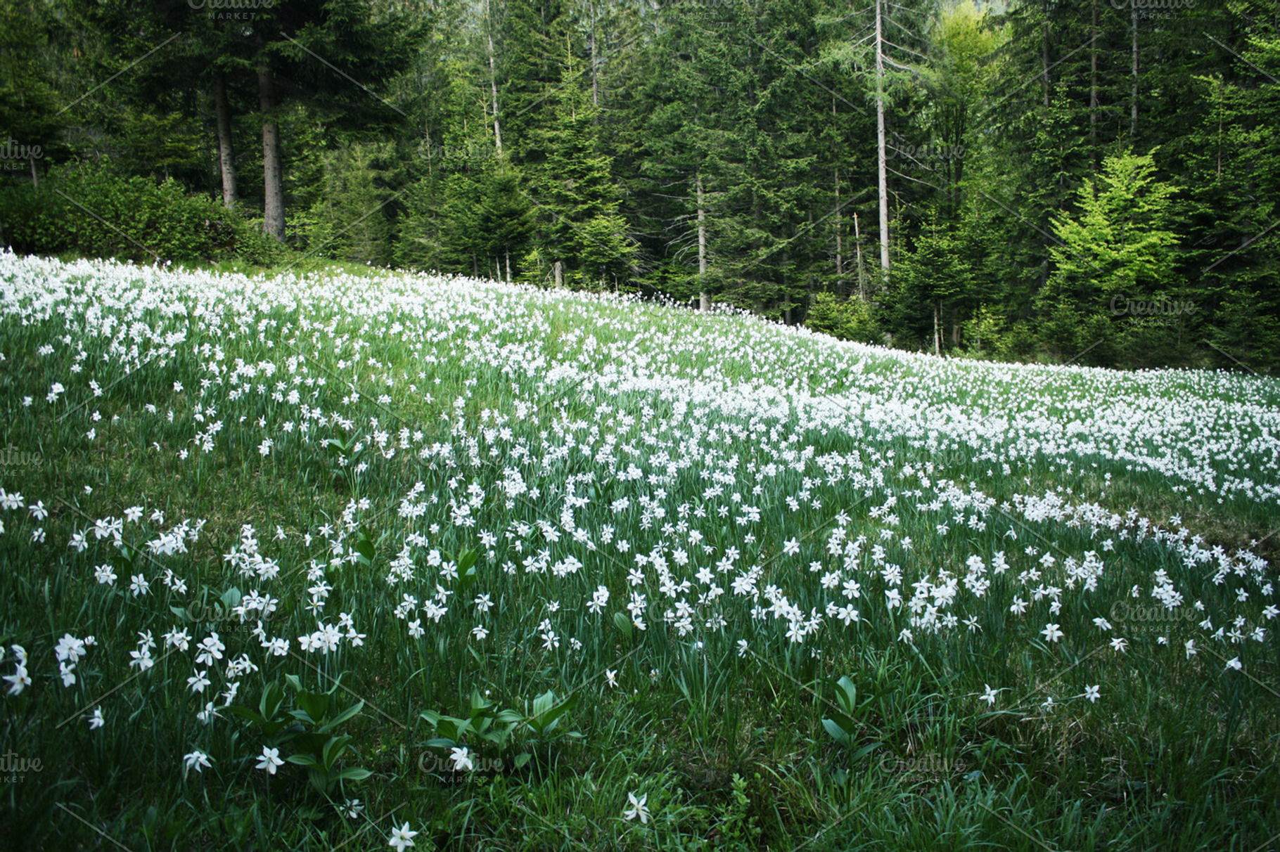 Spring Daffodils In The Meadow