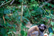 Brazilian Marmoset in the Forest, an Animal Photo by HiLine (Thumbnail 4 of 11)