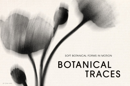 Botanical Traces: Blurred Floral PNG, an Object Graphic by Dina Mae
