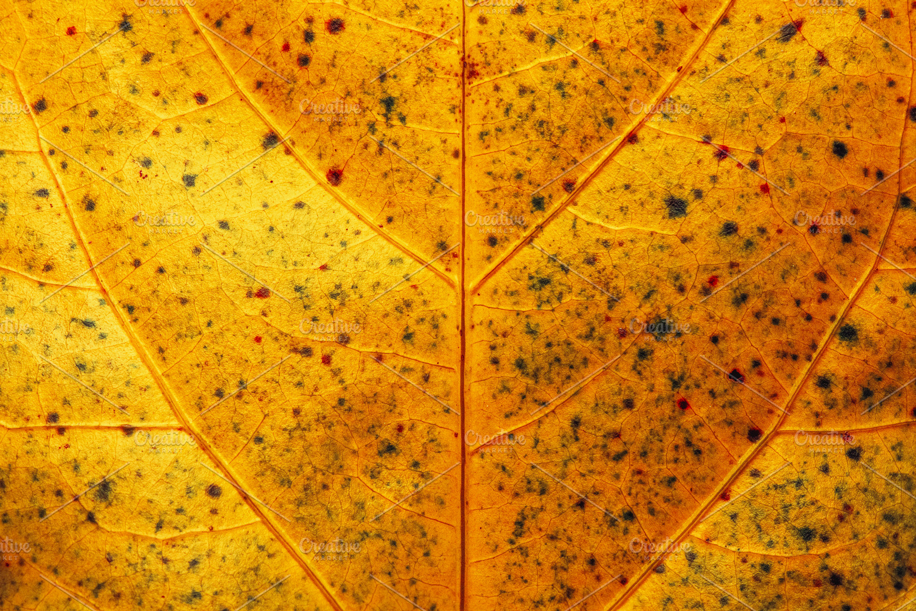 Hibiscus Ruth Wilcox Leaf, a Nature Photo by Rob D Animal Photography