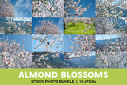 Blossoming almond trees, a Nature Photo by Fruits+Veggies (Thumbnail 1 of 17)
