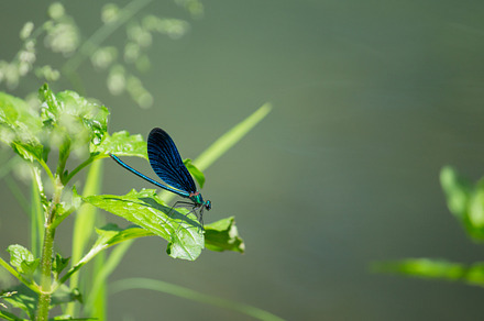 Blue dragonfly containing dragonfly, meadow, and fly, a Nature Photo by Anaphotos