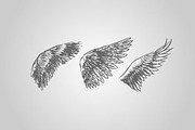 15 Wing Illustrations (Vector), an Animal Illustration by BIOWORKZ (Thumbnail 5 of 5)