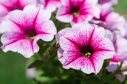 Close up of a flower border with col, a Nature Photo by AlexBush