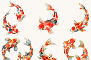 Watercolor Koi Fish Clipart, an Animal Illustration by Design Scotch (Thumbnail 6 of 9)