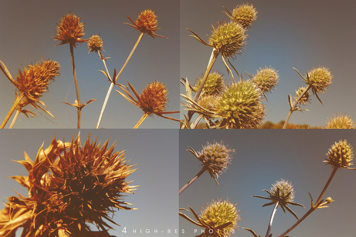 Dry thistle photo set, a Templates & Theme by Auberjean (Photo 2 of 2)