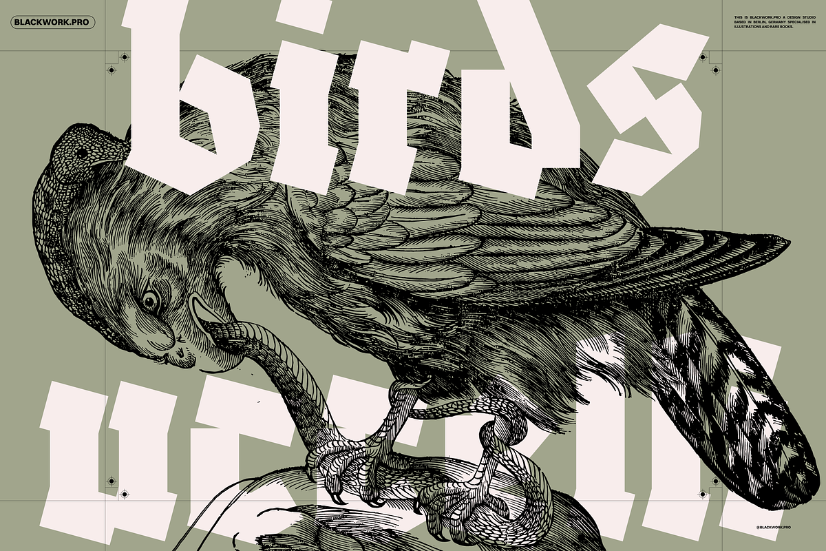 Birds of the World Illustrations, an Animal Illustration by Nomad Visuals (Photo 1 of 12)