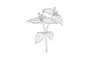 Quickweed Wild Edible Plant Drawing