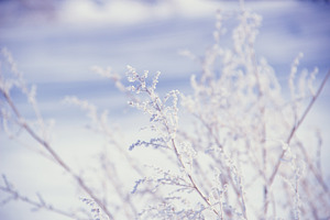 Winter tenderness.