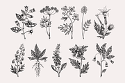 Poisonous Plant Vector Illustrations, an Object Graphic by Yevheniia (Thumbnail 3 of 11)