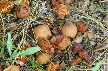 Rotten pear fruit on the ground is a, a Food & Drink Photo by darksoul72
