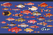 Sea World Vintage Illustrations, an Object Graphic by Lilithcollageart (Thumbnail 5 of 7)