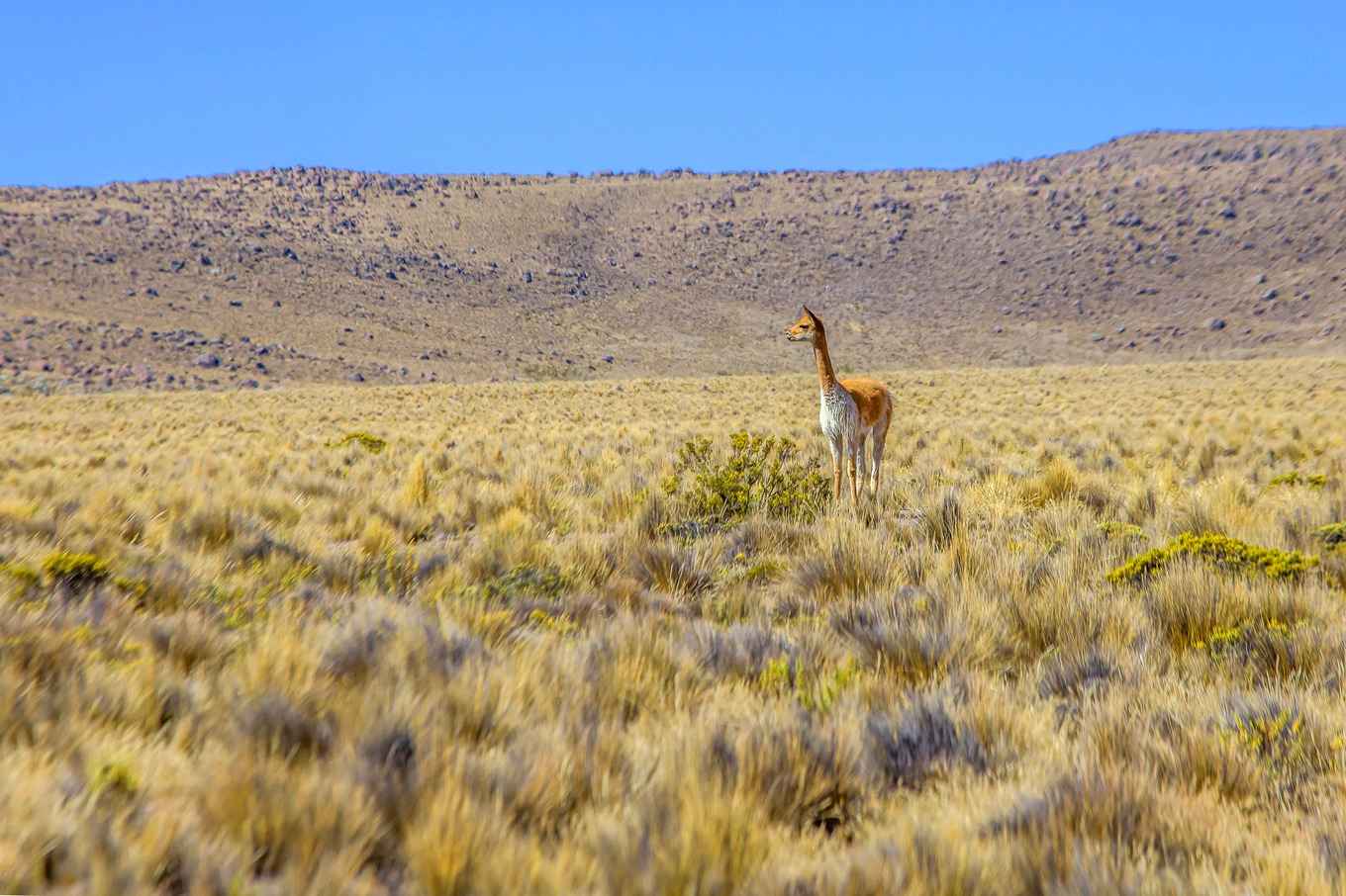 Vicuna in Peru | Animal Stock Photos ~ Creative Market