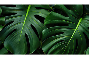 foliage monstera leaf pattern ai, a Nature Photo by pikepicture