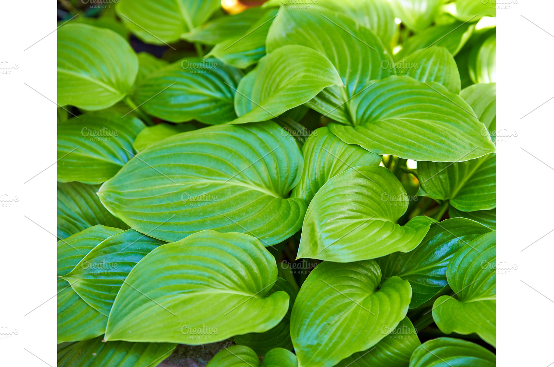 Close up green leaves background, a Nature Photo by Gladkov photography