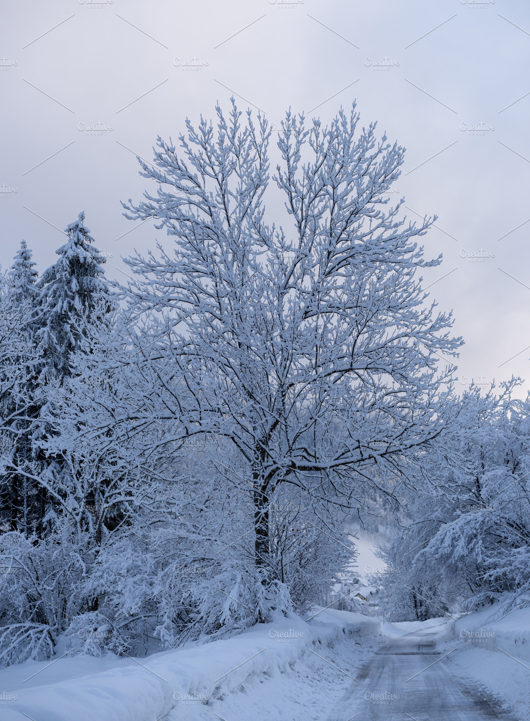 Winter morning in the forest and mountains, a Nature Photo by Dreamy Pixel