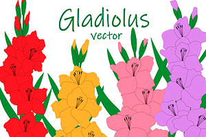 Set Gladiolus Flowers Vector