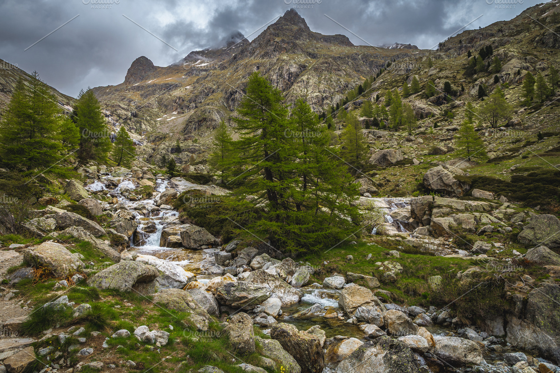 Mountain creek between the pines, a Nature Photo by Alpine Dreams