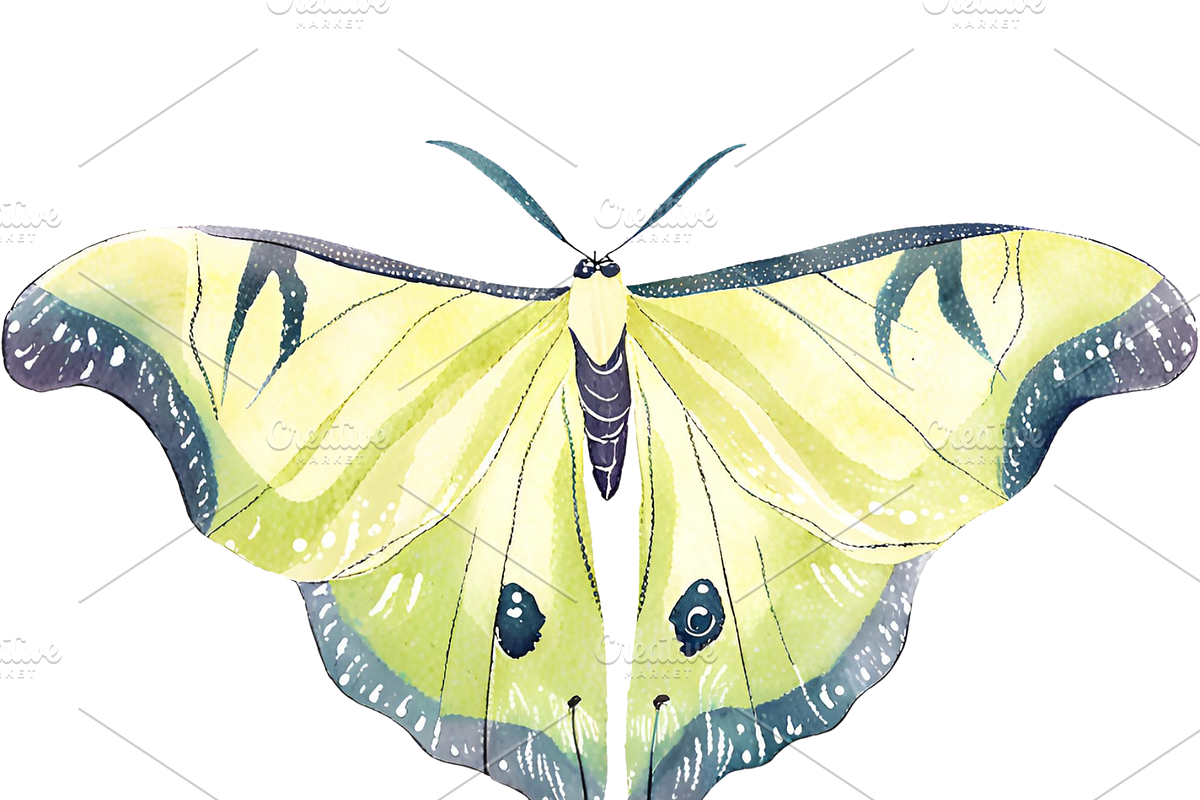 Luna Moon Moth, a Decorative Illustration by Karliefie (Photo 4 of 5)