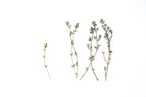 Green thyme bunch stock photo containing spice and green