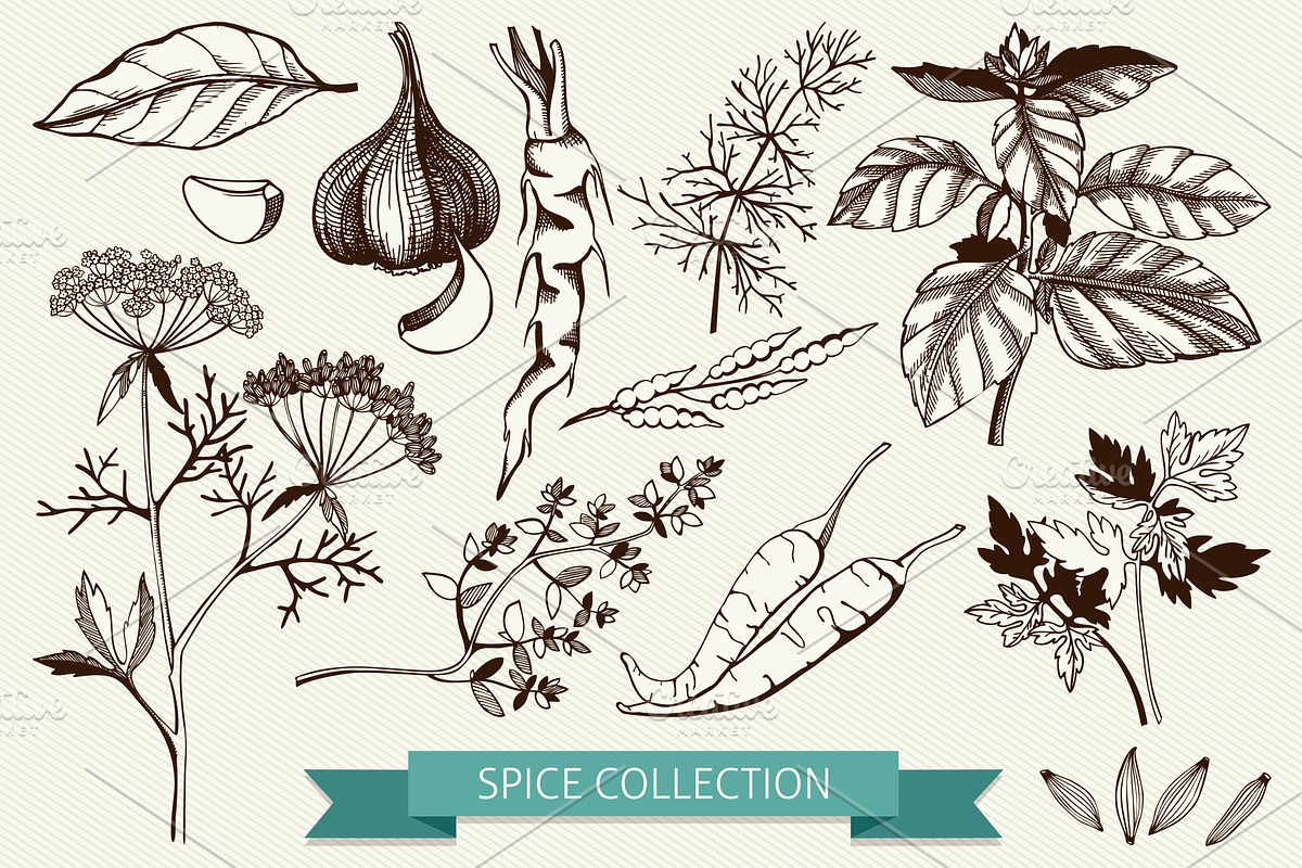 Ink Hand Drawn Spice Collection preview 4