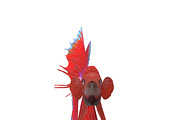 Betta Fish, an Animal 3D Model by AndrewWhite (Thumbnail 2 of 11)