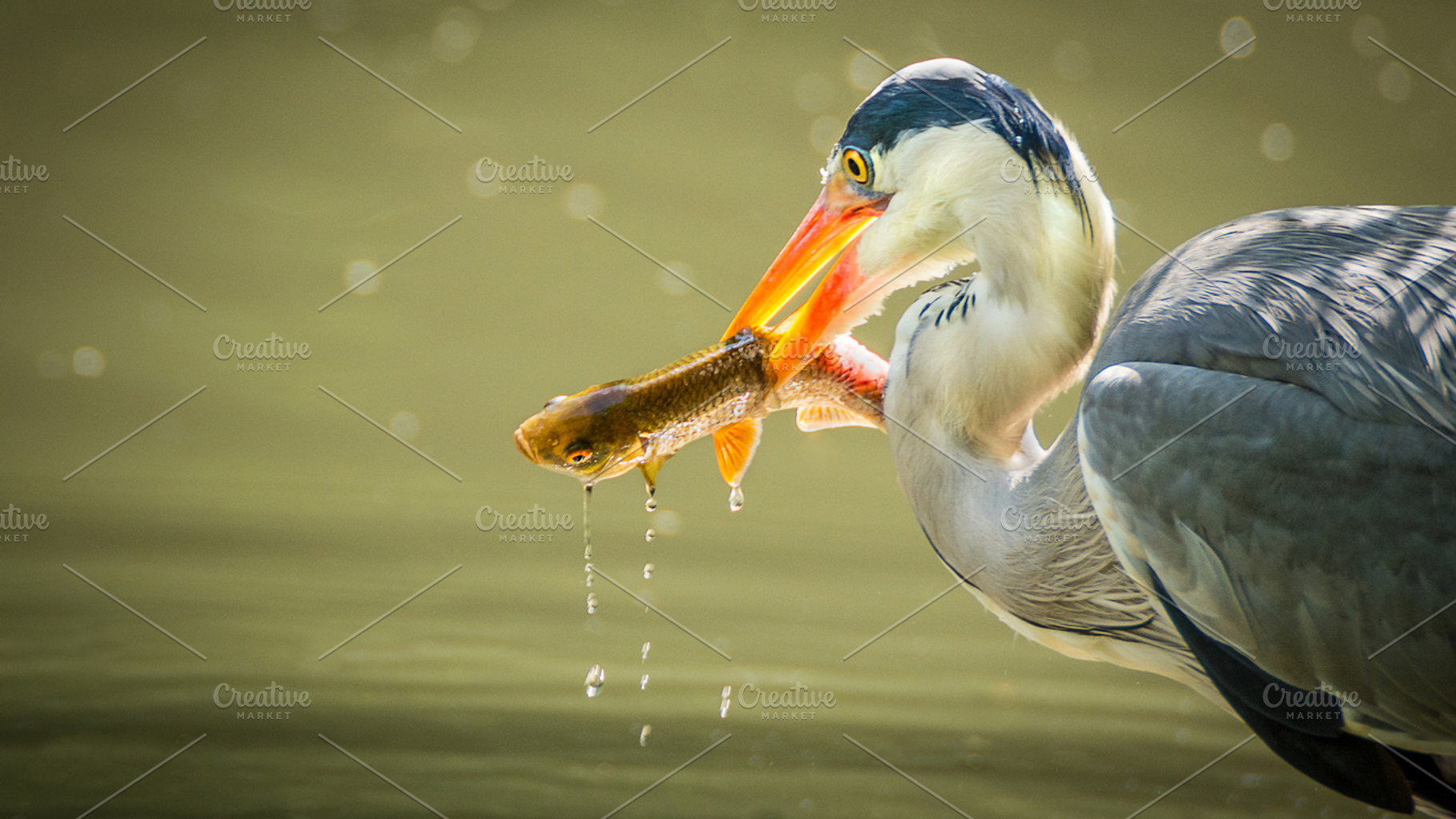 A Grey Heron Fishing, an Animal Photo by Shoey Photography