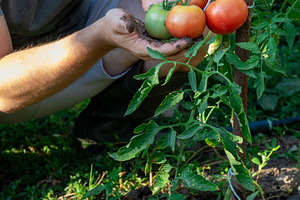 Harvesting Fresh Tomatoes, a Nature Photo by Ales Munt