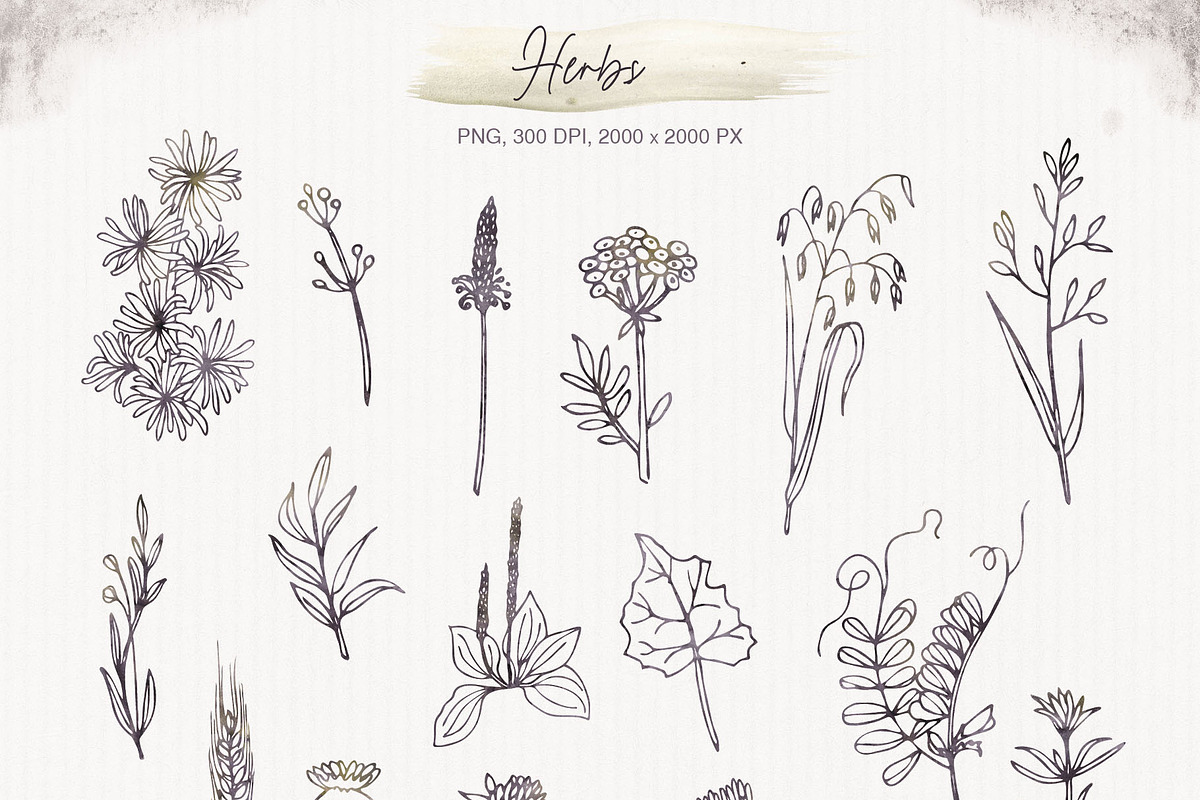 MUSTANG. Nature, herbs and horses., a Decorative Illustration by Elena_Sedova (Photo 6 of 13)