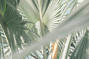summer palms