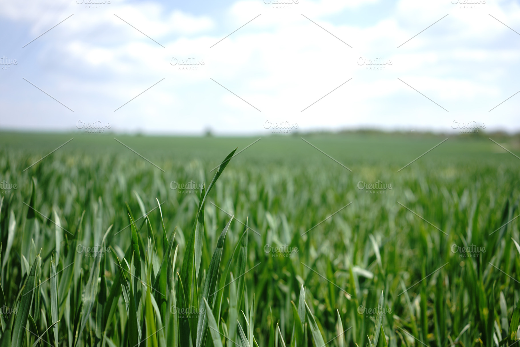 Green field featuring field, farm, and green, an Abstract Photo by Nazar Hrabovyi