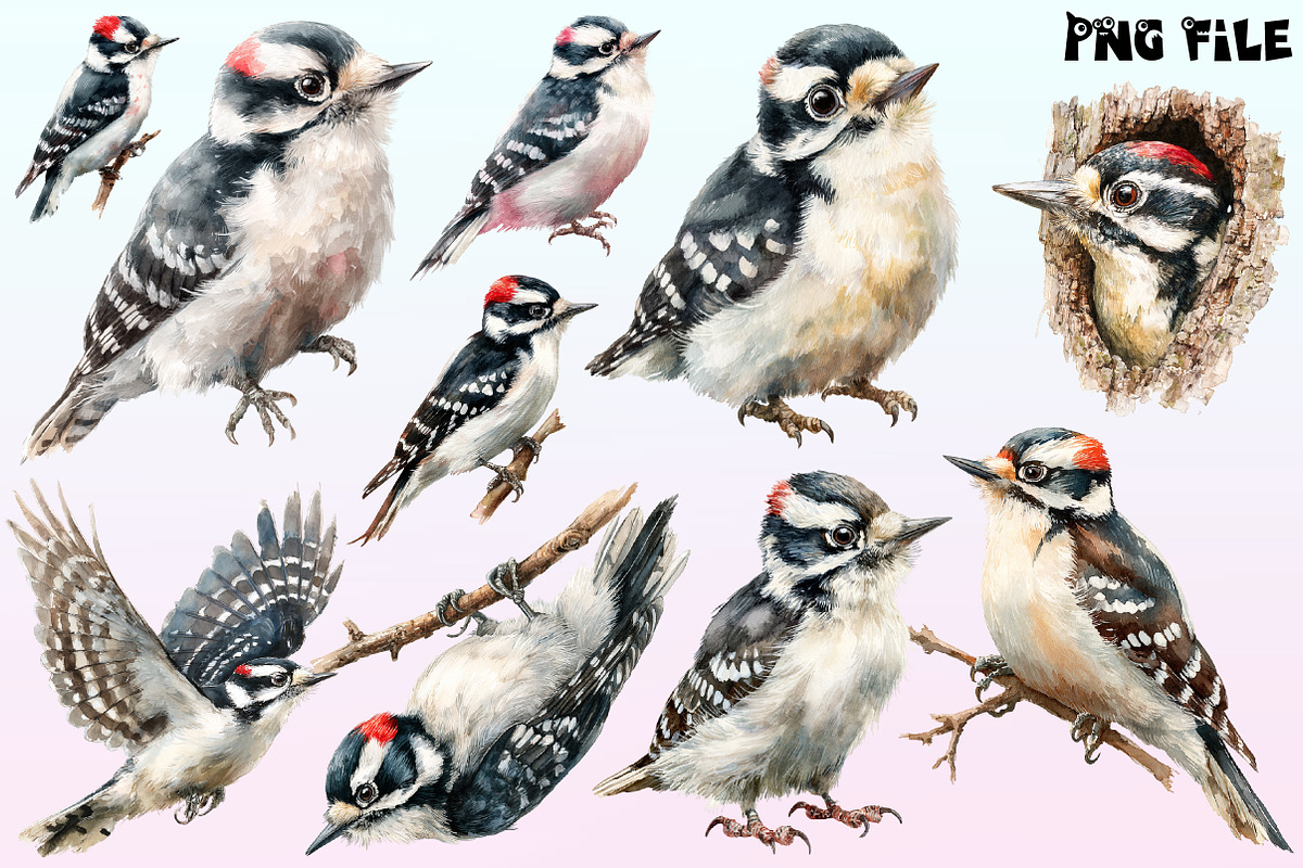Downy Woodpecker Clipart,, a Graphic by CitraGraphics (Photo 2 of 4)