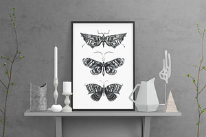 Butterfly Sketch Collection