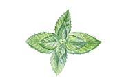 Mint, a Food Illustration by Watercolor life (Thumbnail 4 of 6)