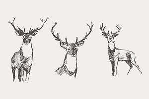 Set Of Sketches Of Noble Deer