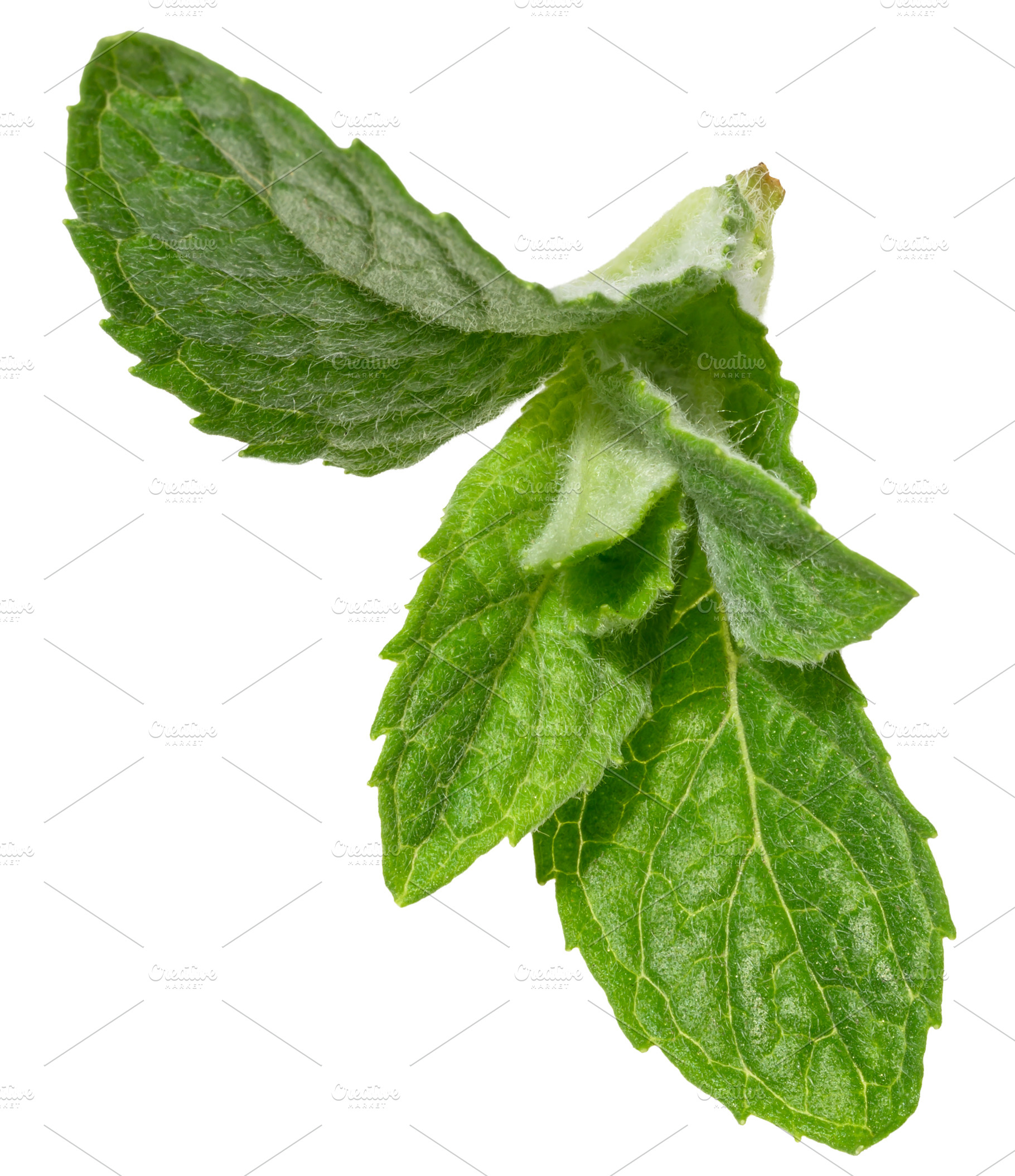 Fresh green mint leaves on isolated background, showing their vi, a Food & Drink Photo by ndanko