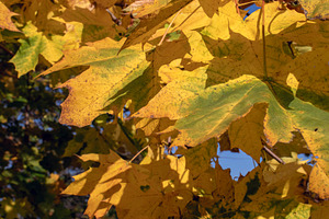 Barely yellow maple leaves, close-up, a Nature Photo by Schreibikus