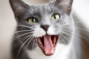 Close up of a gray and white cat, an Animal Photo by MistyDay