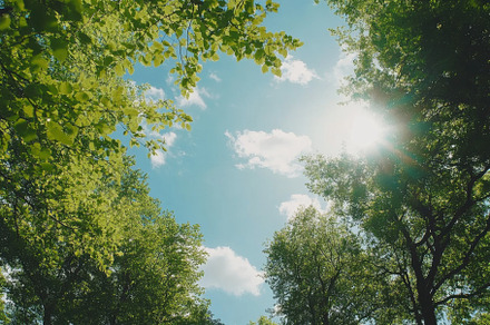 Lush green forest canopy under a bri, a Photo by Iftikhar Alam