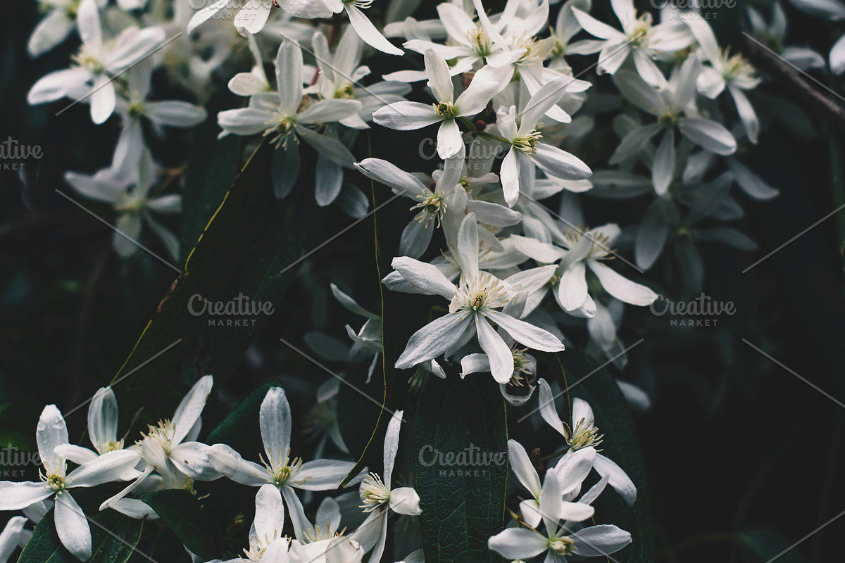 Dark and Moody Tropical Flowers, a Nature Photo by Nat Studio (Photo 2 of 2)