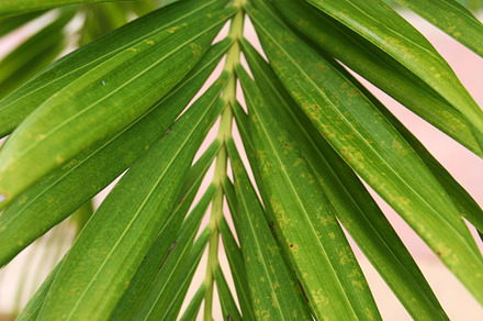 Palm Horizontal