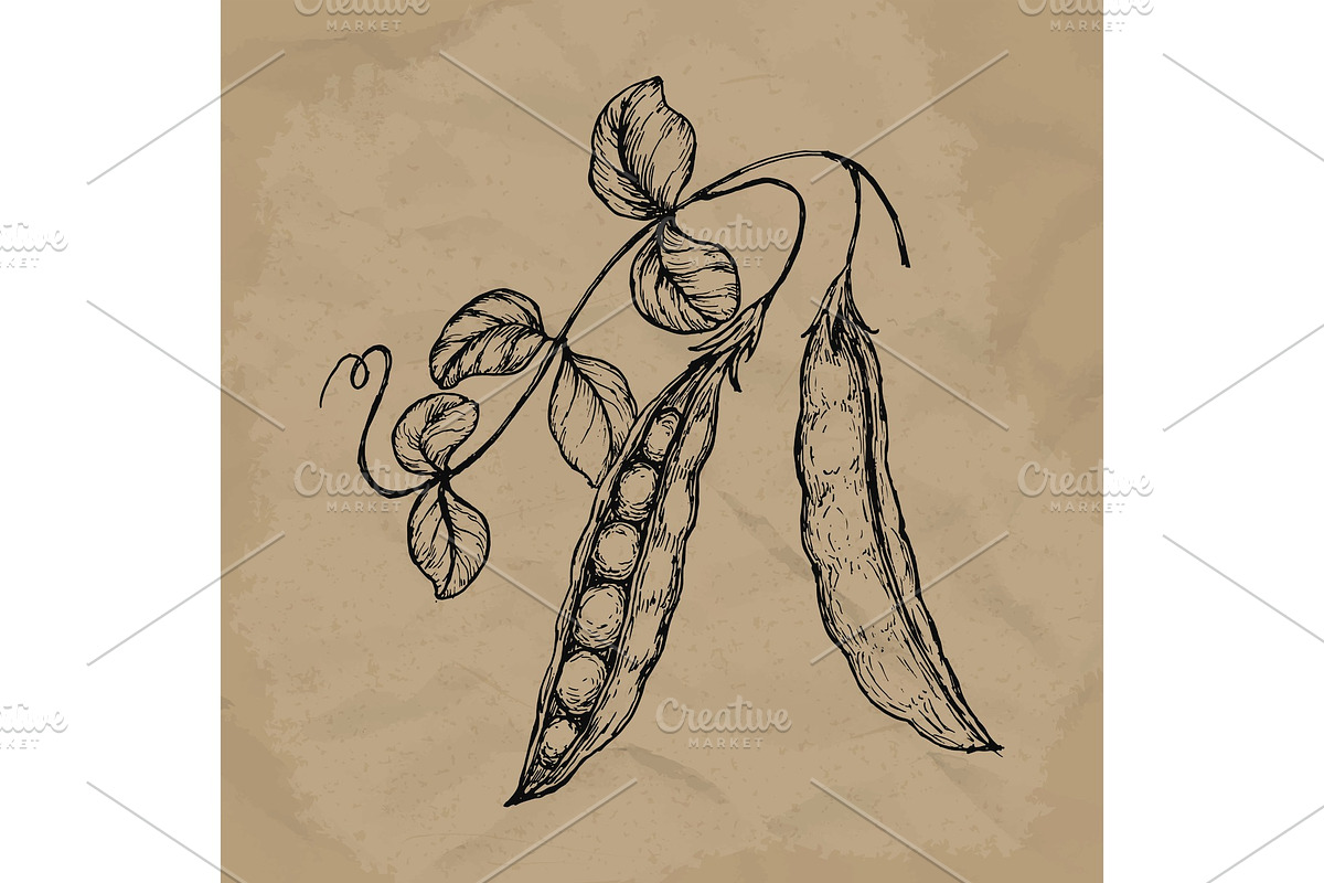 Hand drawn sketch peas with leafs. Farm fresh veggies. Organic food. Vector illustration EPS10, a Food Illustration by SHom