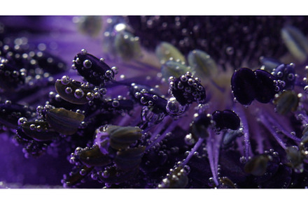 Amazing lilac flower bud underwater, a Nature Photo by Media Whale Stock