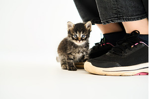 Woman petting cute little kitten, an Animal Photo by Gladkov photography