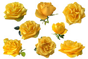 Roses Photo clipart, a Nature Photo by Contes_de_fée (Thumbnail 2 of 4)